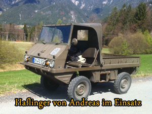 Haflinger Andreas