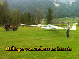 Haflinger Andreas